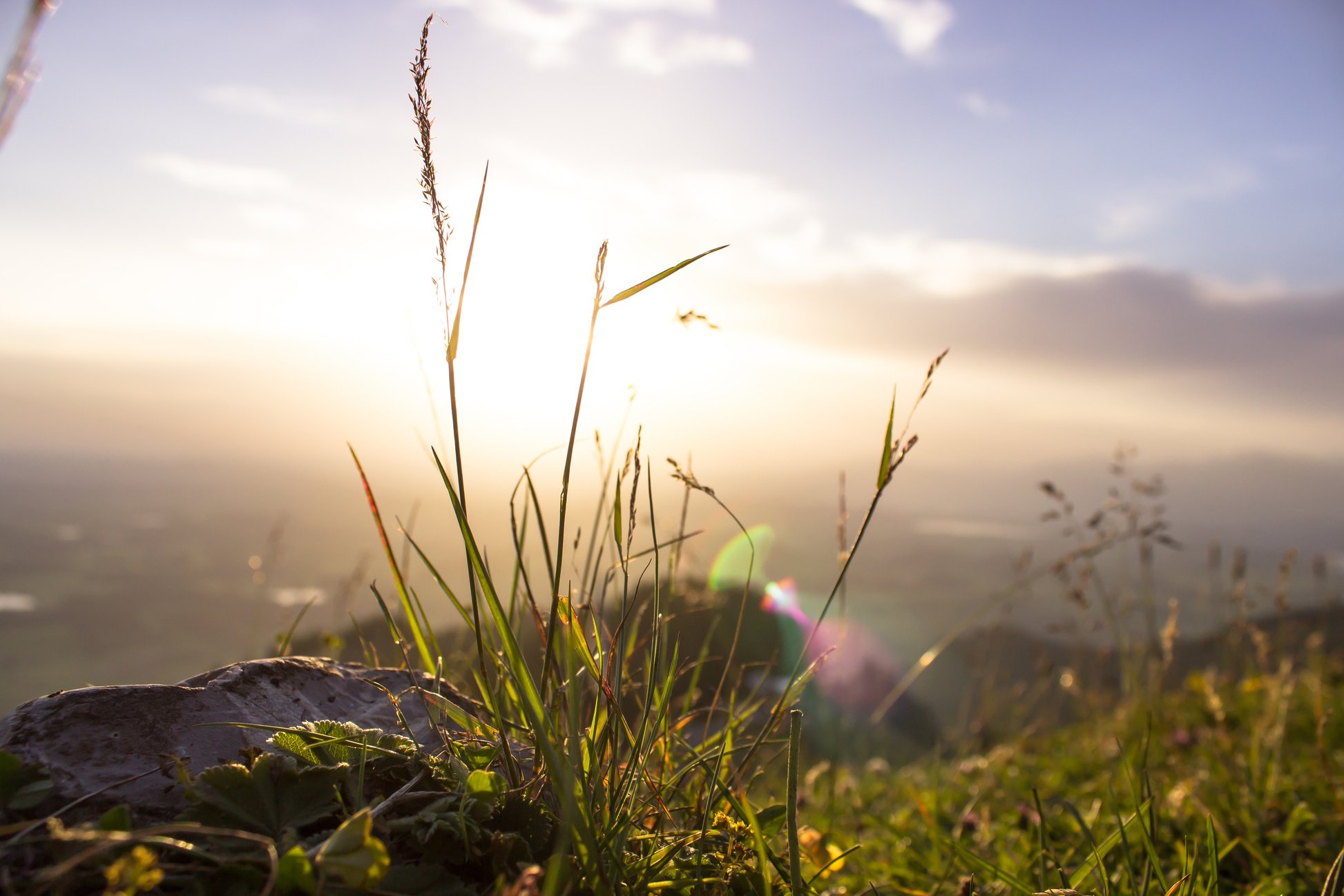 Grass Detail With Sun Rays